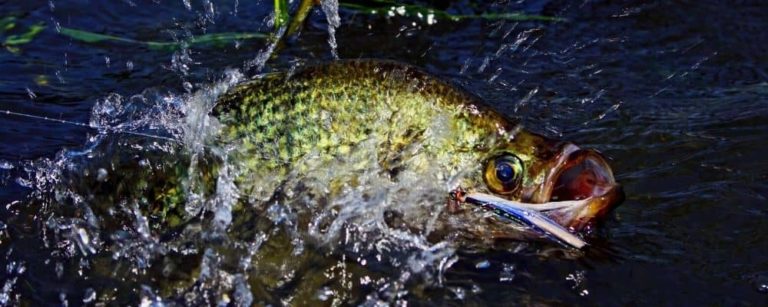 best time to catch crappie